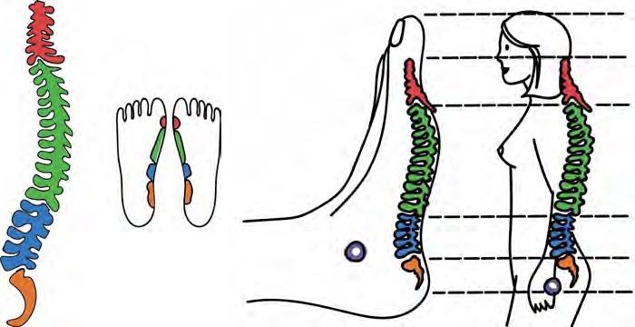 Faszienrolle